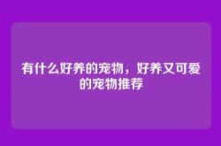 有什么好养的宠物，好养又可爱的宠物推荐
