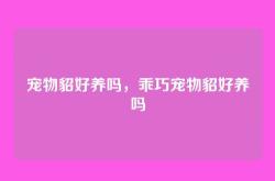 宠物貂好养吗，乖巧宠物貂好养吗