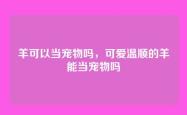 羊可以当宠物吗，可爱温顺的羊能当宠物吗