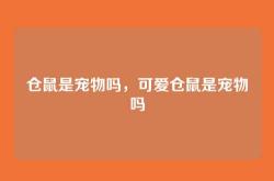 仓鼠是宠物吗，可爱仓鼠是宠物吗