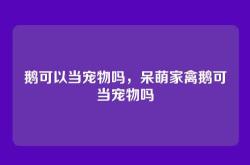 鹅可以当宠物吗，呆萌家禽鹅可当宠物吗