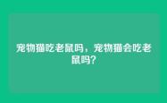 宠物猫吃老鼠吗，宠物猫会吃老鼠吗？