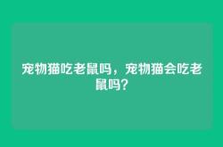宠物猫吃老鼠吗，宠物猫会吃老鼠吗？