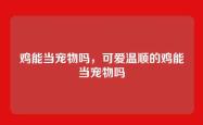 鸡能当宠物吗，可爱温顺的鸡能当宠物吗