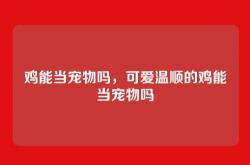 鸡能当宠物吗，可爱温顺的鸡能当宠物吗