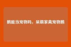 鹅能当宠物吗，呆萌家禽宠物鹅
