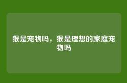 猴是宠物吗，猴是理想的家庭宠物吗