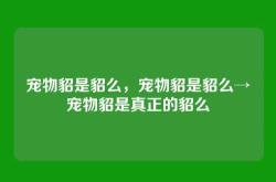 宠物貂是貂么，宠物貂是貂么→宠物貂是真正的貂么