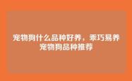 宠物狗什么品种好养，乖巧易养宠物狗品种推荐