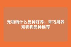 宠物狗什么品种好养，乖巧易养宠物狗品种推荐