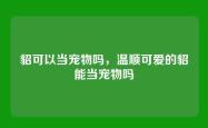 貂可以当宠物吗，温顺可爱的貂能当宠物吗