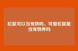 松鼠可以当宠物吗，可爱松鼠能当宠物养吗