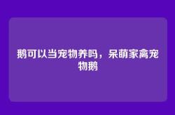 鹅可以当宠物养吗，呆萌家禽宠物鹅