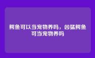 鳄鱼可以当宠物养吗，凶猛鳄鱼可当宠物养吗
