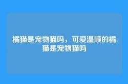 橘猫是宠物猫吗，可爱温顺的橘猫是宠物猫吗