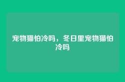 宠物猫怕冷吗，冬日里宠物猫怕冷吗