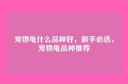 宠物龟什么品种好，新手必选，宠物龟品种推荐