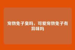 宠物兔子臭吗，可爱宠物兔子有异味吗