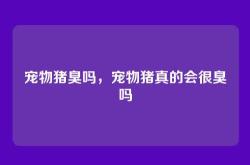 宠物猪臭吗，宠物猪真的会很臭吗
