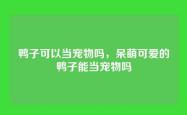 鸭子可以当宠物吗，呆萌可爱的鸭子能当宠物吗