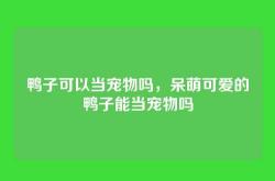 鸭子可以当宠物吗，呆萌可爱的鸭子能当宠物吗