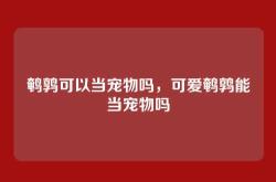 鹌鹑可以当宠物吗，可爱鹌鹑能当宠物吗