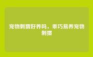 宠物刺猬好养吗，乖巧易养宠物刺猬