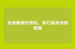 宠物刺猬好养吗，乖巧易养宠物刺猬