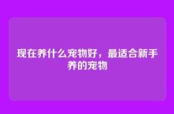 现在养什么宠物好，最适合新手养的宠物