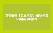 宠物猫养什么品种好，温顺可爱宠物猫品种推荐