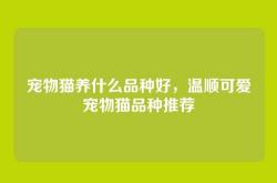 宠物猫养什么品种好，温顺可爱宠物猫品种推荐