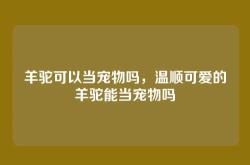 羊驼可以当宠物吗，温顺可爱的羊驼能当宠物吗