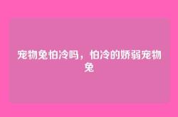 宠物兔怕冷吗，怕冷的娇弱宠物兔