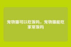 宠物猫可以吃饭吗，宠物猫能吃家常饭吗