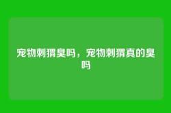 宠物刺猬臭吗，宠物刺猬真的臭吗