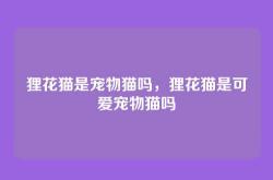 狸花猫是宠物猫吗，狸花猫是可爱宠物猫吗