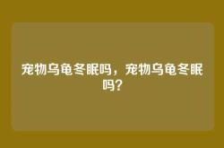 宠物乌龟冬眠吗，宠物乌龟冬眠吗？
