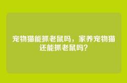 宠物猫能抓老鼠吗，家养宠物猫还能抓老鼠吗？