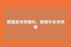 狸猫是宠物猫吗，狸猫并非宠物猫