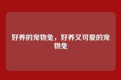 好养的宠物兔，好养又可爱的宠物兔