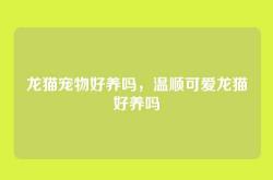 龙猫宠物好养吗，温顺可爱龙猫好养吗