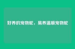 好养的宠物蛇，易养温顺宠物蛇