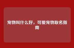 宠物叫什么好，可爱宠物取名指南