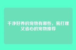 干净好养的宠物有哪些，易打理又省心的宠物推荐