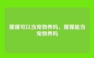 猩猩可以当宠物养吗，猩猩能当宠物养吗