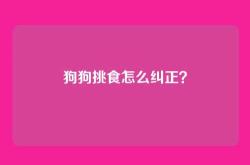 狗狗挑食怎么纠正？