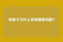 柯基犬为什么容易腰椎问题？