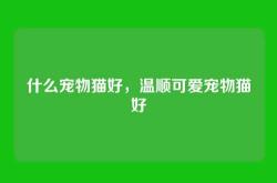 什么宠物猫好，温顺可爱宠物猫好