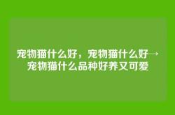 宠物猫什么好，宠物猫什么好→宠物猫什么品种好养又可爱