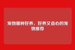 宠物哪种好养，好养又省心的宠物推荐